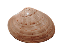 Isolated image of a small sea shell